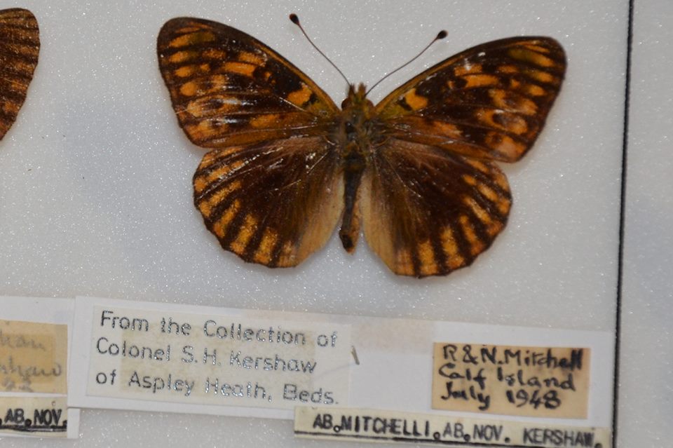 Argynnis aglaja (Dark Green Fritillary aberration) (Internet Image property of respective owner, non-commercial use only)